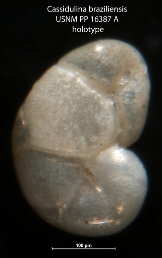 Cassidulina braziliensis Cushman, 1922