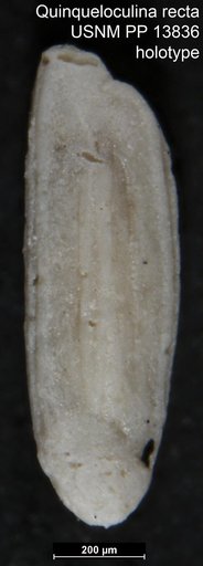 Quinqueloculina recta Cushman, 1921