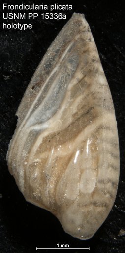 Frondicularia plicata Cushman, 1921