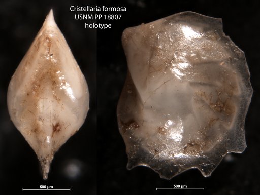 Cristellaria formosa Cushman, 1923