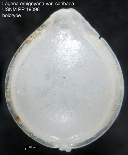 Lagena orbignyana var. caribaea Cushman, 1923