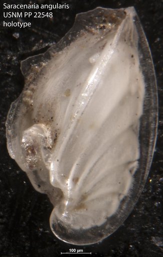 Saracenaria angularis Natland, 1938