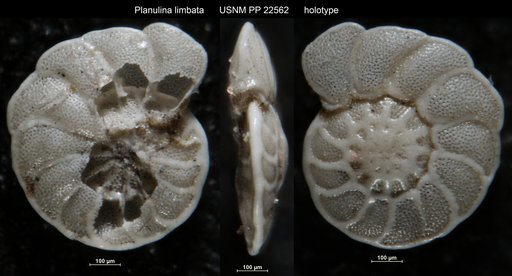 Planulina limbata Natland, 1938