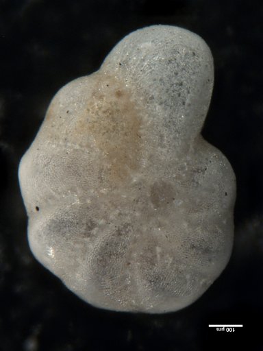Elphidium frigidum Cushman, 1933