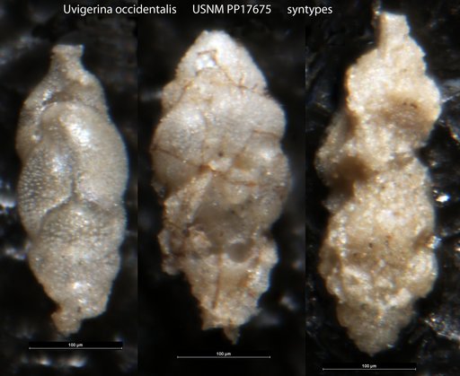 Uvigerina occidentalis Cushman, 1923