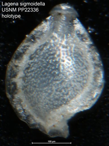 Lagena sigmoidella Cushman, 1933