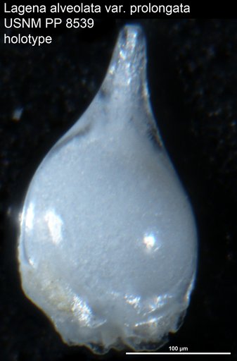 Lagena alveolata var. prolongata Cushman, 1913