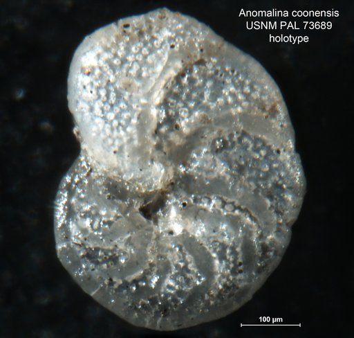 Anomalina coonensis Berry, 1929