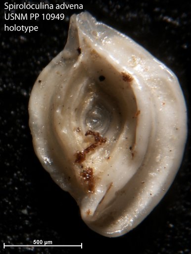 Spiroloculina advena Cushman, 1921