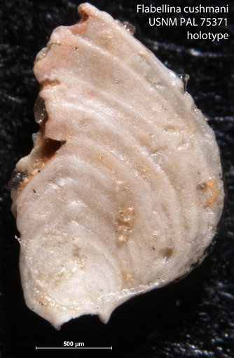Flabellina cushmani Morrow, 1934