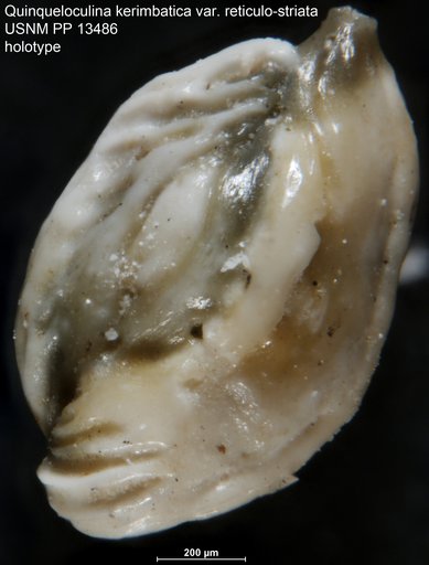 Quinqueloculina kerimbatica var. reticulo-striata Cushman, 1921