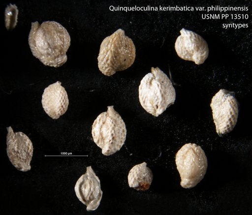 Quinqueloculina kerimbatica var. philippinensis Cushman, 1921