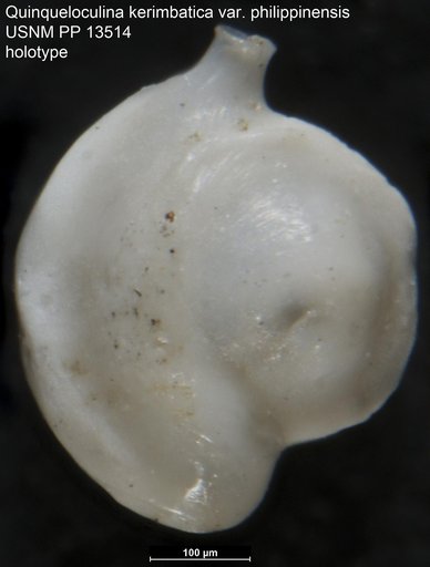 Quinqueloculina kerimbatica var. philippinensis Cushman, 1921