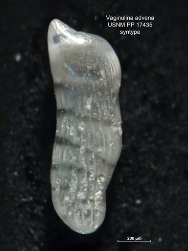 Vaginulina advena Cushman, 1923