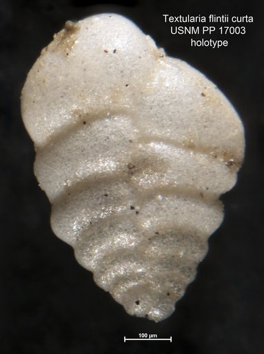 Textularia flintii var. curta Cushman, 1922