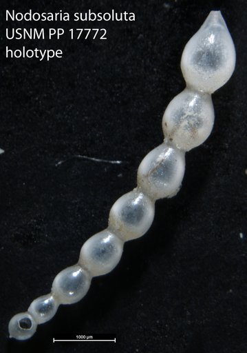 Nodosaria subsoluta Cushman, 1923