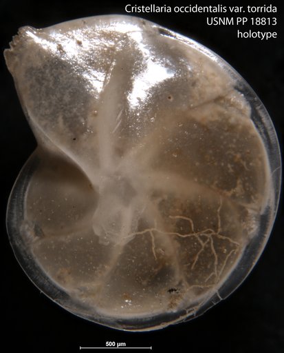 Cristellaria occidentalis var. torrida Cushman, 1923
