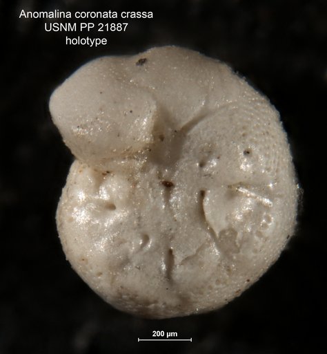 Anomalina coronata var. crassa Cushman, 1931