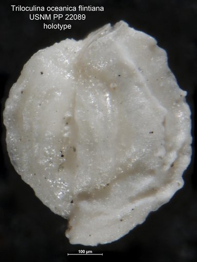 Triloculina oceanica var. flintiana Cushman, 1932
