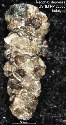Reophax depressa Natland, 1938