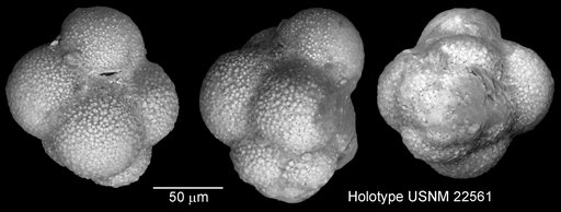 Globigerinoides minuta Natland, 1938