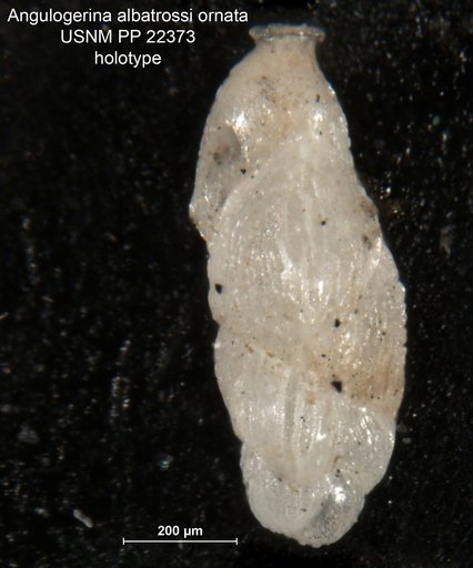 Angulogerina albatrossi var. ornata Cushman, 1932
