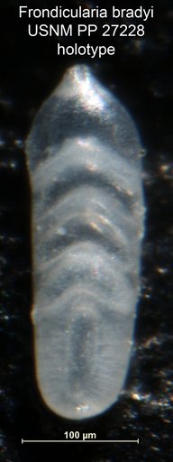 Frondicularia bradyi Cushman, 1913