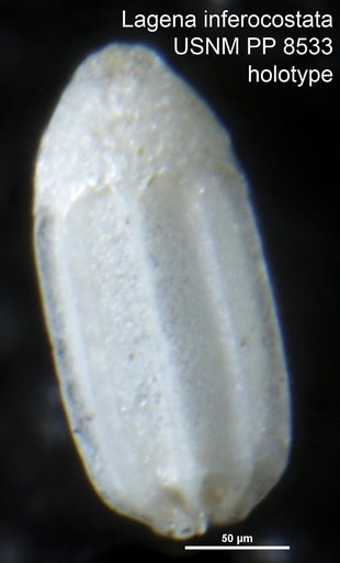 Lagena inferocostata Cushman, 1913