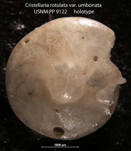 Cristellaria rotulata var. umbonata Cushman, 1917