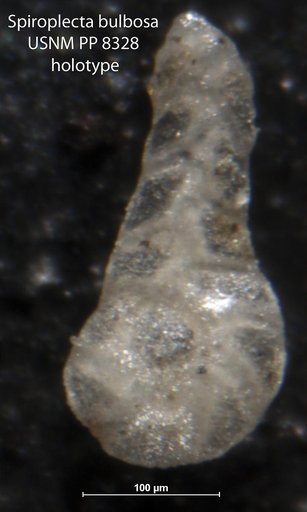 Spiroplecta bulbosa Cushman, 1911