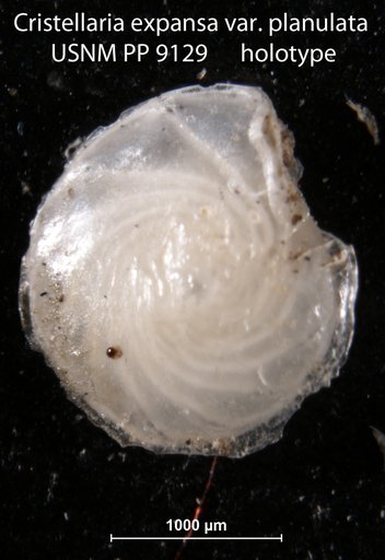 Cristellaria expansa var. planulata Cushman, 1917