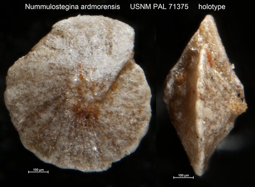 Nummulostegina ardmorensis Harlton, 1927