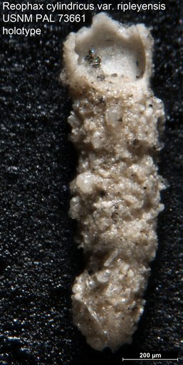 Reophax cylindricus var. ripleyensis Berry, 1929