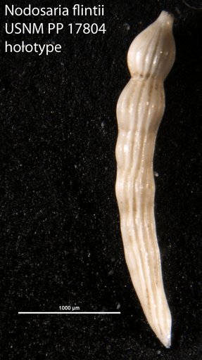 Nodosaria flintii Cushman, 1923