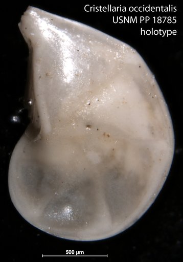 Cristellaria occidentalis Cushman, 1923