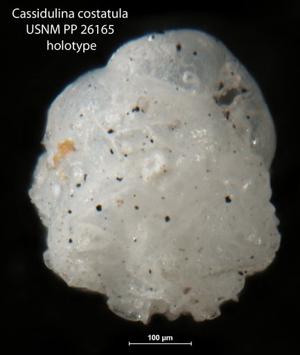 Cassidulina costatula Cushman, 1933