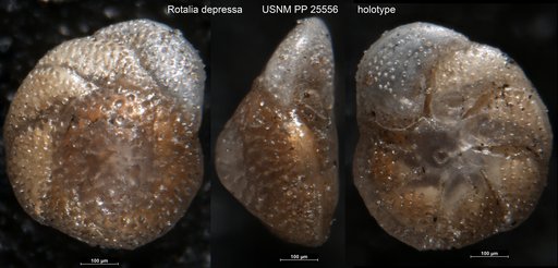 Rotalia depressa Natland, 1938