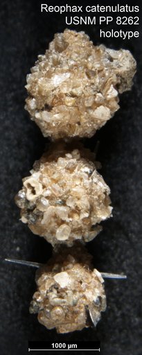 Reophax catenulatus Cushman, 1910