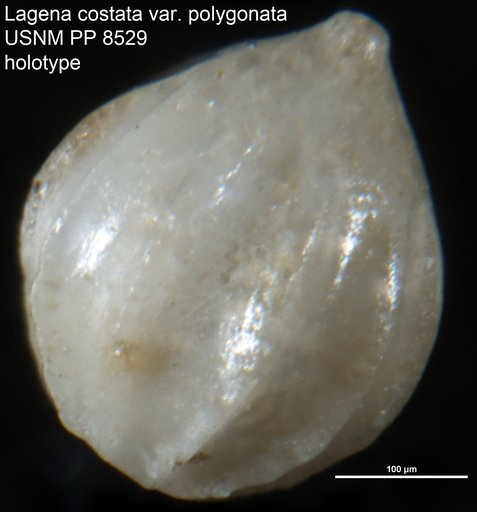 Lagena costata var. polygonata Cushman, 1913