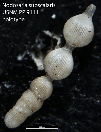 Nodosaria subscalaris Cushman, 1917