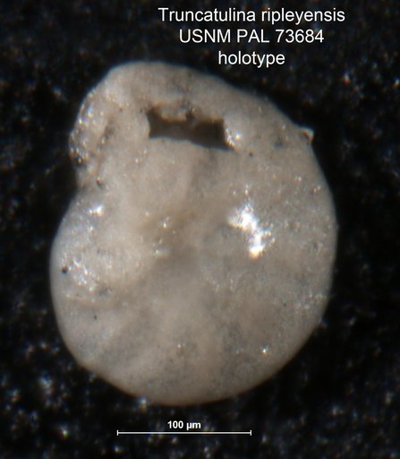 Truncatulina ripleyensis Berry, 1929