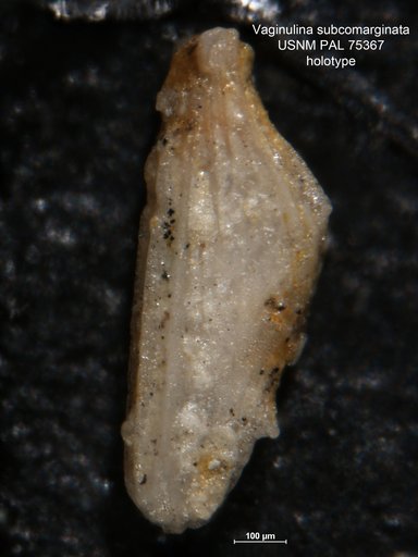 Vaginulina subcomarginata Morrow, 1934