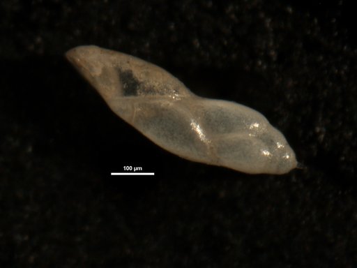 Pleurostomella acuminata Cushman, 1922