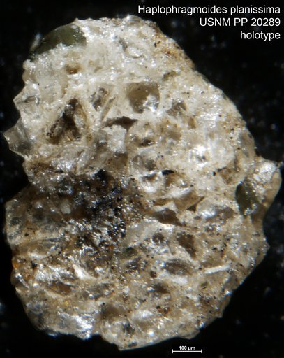 Haplophragmoides planissima Cushman, 1927
