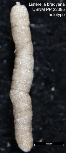 Listerella bradyana Cushman, 1936