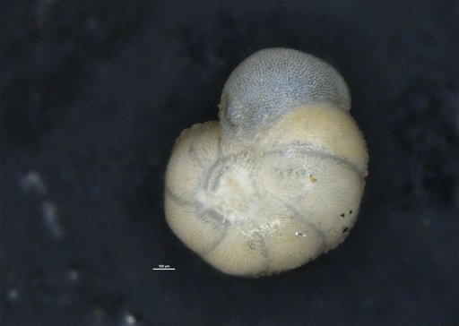 Discorbis bartletti Cushman, 1933