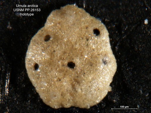 Urnula arctica Cushman, 1933