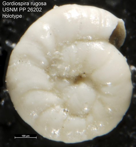 Gordiospira rugosa Cushman, 1935