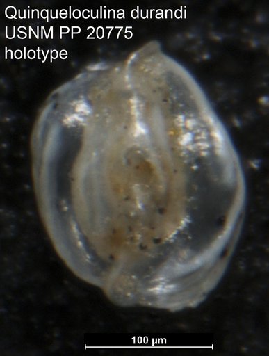 Quinqueloculina durandi Cushman & Wickenden, 1929