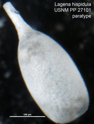 Lagena hispidula Cushman, 1913
